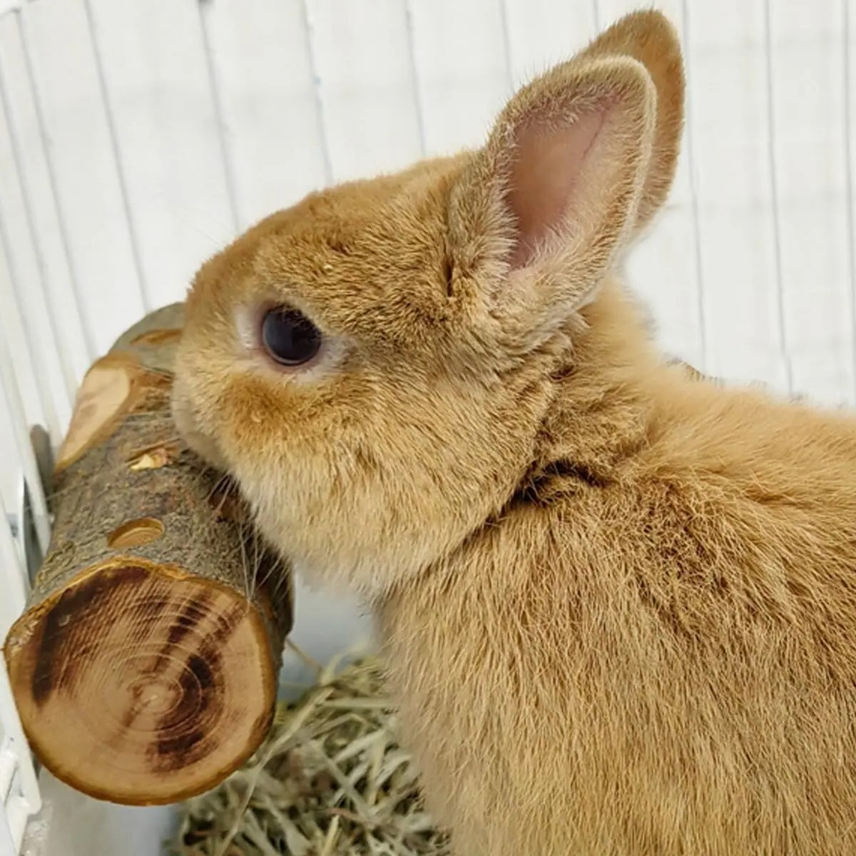 Small Animal Chew Toy Natural  - Woodworking Rabbet ulasan dan harga